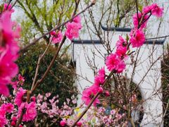 -南汇桃花村