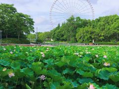-蠡湖大桥公园