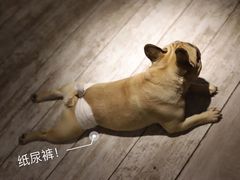 -百好乐宠物友好餐厅(朝外大街店)