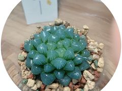 -武汉花鸟市场