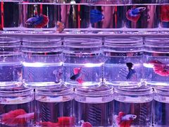 -中环花鸟鱼虫市场