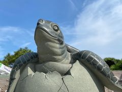 -广东惠东海龟国家级自然保护区