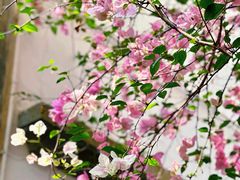 -深圳国际园林花卉博览园