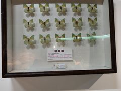 -上海大自然野生昆虫馆(东方明珠·爬宠昆虫探索中心)