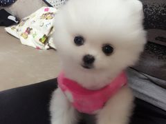 -芭比堂动物医院·犬猫全科·异宠专科(雁塔分院)