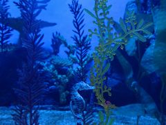 -上海海洋水族馆