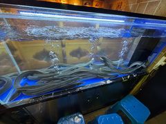 -味家烤肉烤鳗鱼牛排(西塔旗舰店)