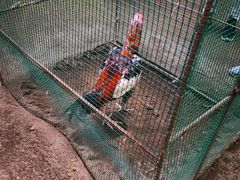 -杨家寨