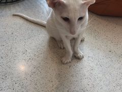 -飞行喵MR PILOT|猫舍·猫咖(静安大融城店)