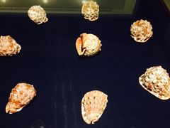 -青岛贝壳博物馆