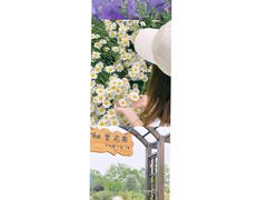 -杭州湾海上花田景区