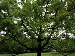 -上海共青森林公园