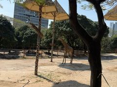 -深圳野生动物园