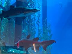 -迪拜水族馆及水下动物园