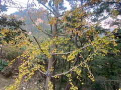 -青岛崂山太清宫