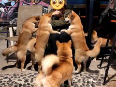 -柴犬高等学院·狗咖·柴犬售卖·宠物训练