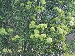 -径山花海
