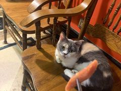 -猫色咖啡·猫咖