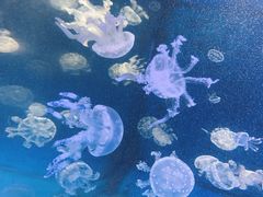 -泉城欧乐堡海洋极地世界