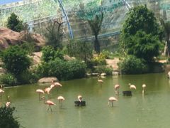 -芽庄珍珠岛游乐园