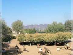 -北京张裕爱斐堡酒庄