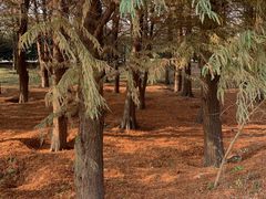 -广富林郊野公园-P5停车场