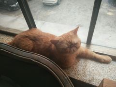 -more than meow吴止猫主题餐厅(承德 中船汇店)