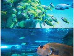 -悉尼海洋生物水族馆