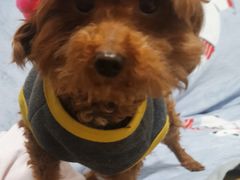 -艾贝尔宠物诊疗