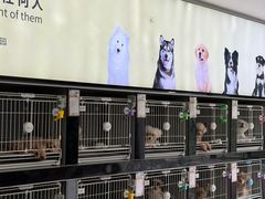 -翊宠yipet猫狗购宠庄园犬舍•猫舍