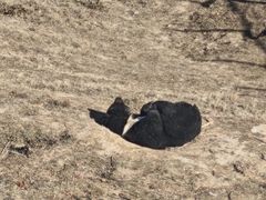 -青藏高原野生动物园