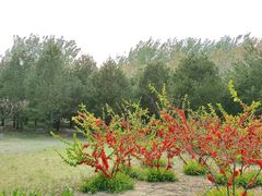 -大兴滨河森林公园