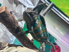 -上海大自然野生昆虫馆(东方明珠·爬宠昆虫探索中心)