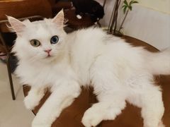 -共舞时光猫咖·狗咖(新街口店)