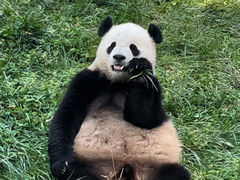 -卧龙中华大熊猫苑神树坪基地