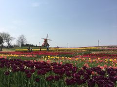 -杭州湾海上花田景区