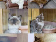 -猪盟咖啡店(玖洲道店)