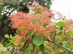 -北京西山国家森林公园