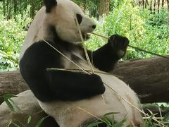 -都江堰中华大熊猫苑