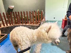 -上海大自然野生昆虫馆(东方明珠·爬宠昆虫探索中心)
