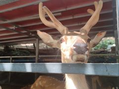 -栾川竹海野生动物园