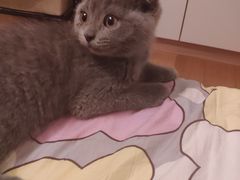 -喵百万·布偶·蓝金金渐层英短·猫舍(百子湾店)