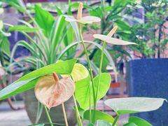 -谷咖啡·鲜花绿植花园餐厅