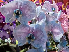 -越秀西湖花市(广州城市广场花卉店)