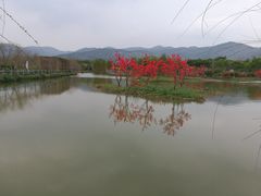-天适樱花悠乐园