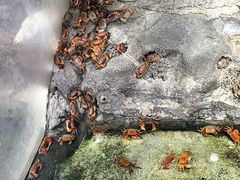 -正佳雨林生态植物园