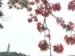 -顺峰山公园