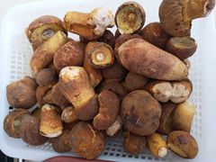 -山菌美食苑(振兴路店)