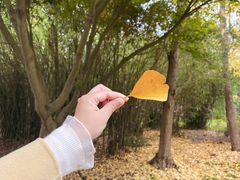 -宝界山林公园