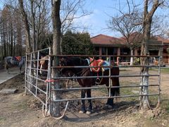 -上海海湾国家森林公园